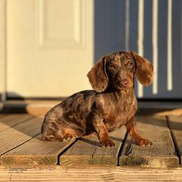 June - Dachshund
