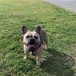 Bailey - French Bulldog