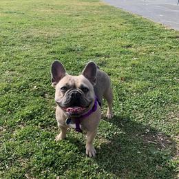 Bailey - French Bulldog
