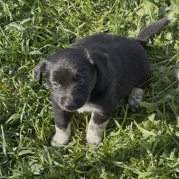 Batman - Black and white male Border Collie puppy in North Lakeport, California from Wild Rose Ranch