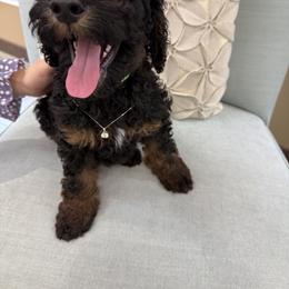 Poodle Puppies from Timberlea kennels