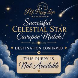 King Zeus - Blenheim male Cavapoo puppy in Bountiful, Utah from PJs Puppy Love