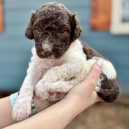 Parti boy - male Bernedoodle puppy in Blue Springs, Missouri from Jeanie’s Doodles