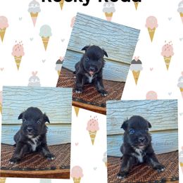 Rocky Road - Black tri male Miniature Australian Shepherd puppy in Lubbock, Texas from Texas Bluebonnet Herders