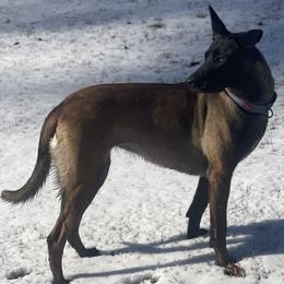 Belgian Malinois and xDutch Shepherd All Grown Up from Alliance K9