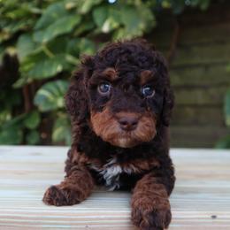 Ruby (Dark Blue) - Phantom female Goldendoodle puppy in Palmetto Bay, Florida from SOMIDOODLES