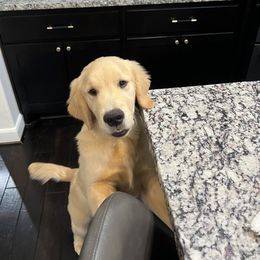 Golden Retriever Puppies from Chrysanthos Golden Retrievers