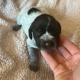 Wirehaired Pointing Griffon Puppies from Hall's TX Griffons