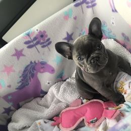 French Bulldog Puppies from Crooked C Ranch