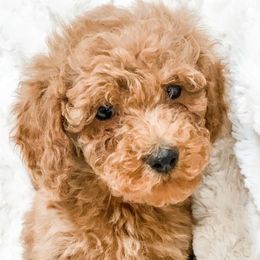 Cavapoos and Goldendoodles from Supreme Doodles