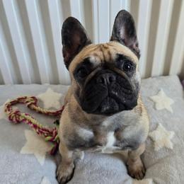Esmeralda - Fawn female French Bulldog puppy in Santa Fe, New Mexico from ZiaLine French Bulldogs