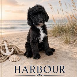 Harbour - Black male Double Doodle puppy in Whitsett, North Carolina from Rock Creek Doodles NC
