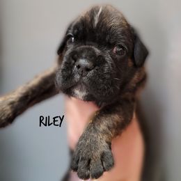 Riley - Brindle male Boxer puppy in Spring Hill, Florida from Hart's Grand Boxers