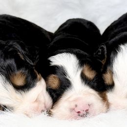 Bernedoodles, Bernese Mountain Dogs, Dachshunds, and Goldendoodles from Livy’s Doodles
