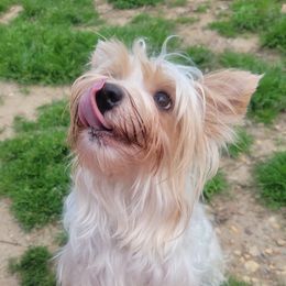 Calypso beatrix star - Unknown