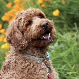 Australian Labradoodle All Grown Up from Shedless in Seattle Labradoodles