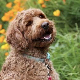 Australian Labradoodle All Grown Up from Shedless in Seattle Labradoodles