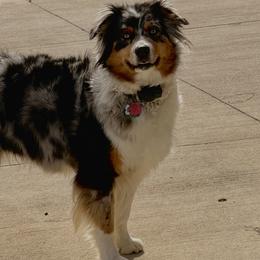 Raine - Australian Shepherd