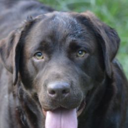 Noel - Labrador Retriever