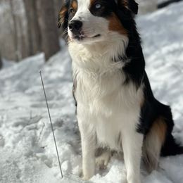 Tinker - Australian Shepherd