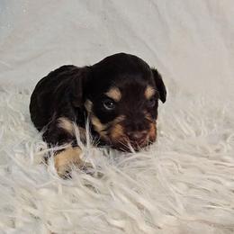 Redford - Liver male Miniature Schnauzer puppy in Carthage, Missouri from Cooley's Cuddle Pups