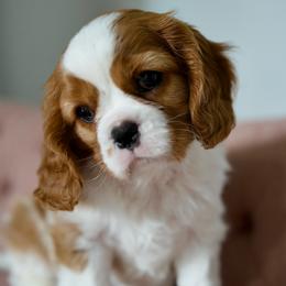 Elsi - Blenheim female Cavalier King Charles Spaniel puppy in Greensboro, North Carolina from Hyde Park Cavaliers