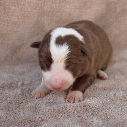 White Collar - Red male Border Collie puppy in Courtland, Alabama from C Bar C Ranch Border Collies