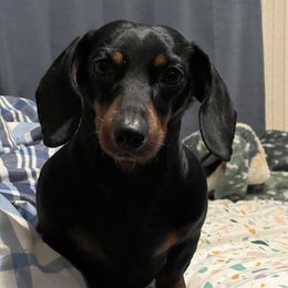 Chester - Dachshund