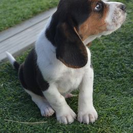 Beagle and Labrador Retriever Puppies from Badland Kennel
