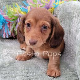 AKC Kielbasa - Red male Dachshund puppy in Texarkana, Arkansas from Pasta Pups Miniature Dachshunds