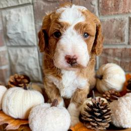 Johnny - Red  male Goldendoodle puppy in Ozark, Missouri from Halo Doodles