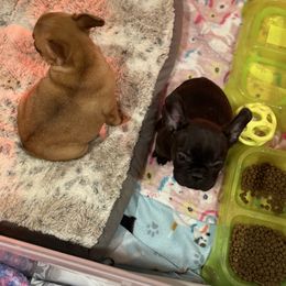 French Bulldog puppies from Tilly’s Frenchies