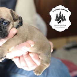 French Bulldog Puppies from Camp Fine Frenchies