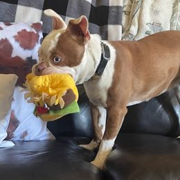 Boston Terriers and French Bulldogs from 740 kennels