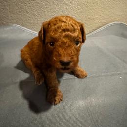 Red collar - Red  male Poodle puppy in Fredericktown, Missouri from Ellie & Co. Doodles and Poodles