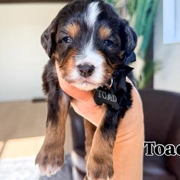 Toad - Merle male Bernedoodle puppy in West Haven, Utah from Split Mountain Doodles