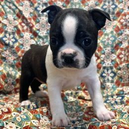 Ally - Black and white female Boston Terrier puppy in Fillmore, Illinois from Wind Hill Puppies