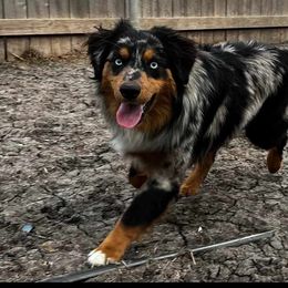 Miniature Australian Shepherd and Toy Australian Shepherd Puppies from Caprock Mini & Toy Aussies
