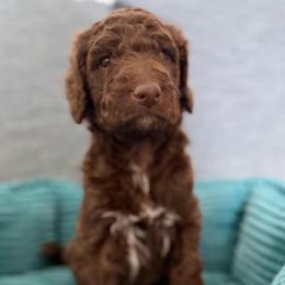 Jersey (Brown Boy) - Red  male Goldendoodle puppy in Toledo, Ohio from Avery Doodle Day LLC