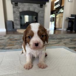 Koojoe - Blenheim male Cavalier King Charles Spaniel puppy in Oakley, California from Caloobanan Cavaliers