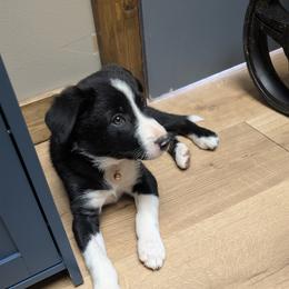 American Corgi and Border Collie Puppies from Duncan's Border Collies and Corgis