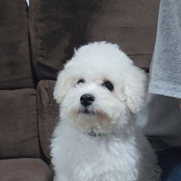 Green - White and apricot male Bichon Frise puppy in Pickens, South Carolina from Beloved Bichon