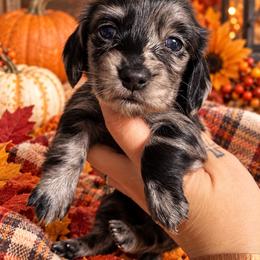 Black dapple girl - Dapple female Dachshund puppy in Payette, Idaho from NT Mini Doxies