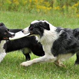 Border Collies from Our Gang BorderCollies
