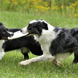 Border Collies from Our Gang BorderCollies