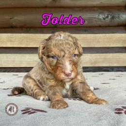 Folder - Chocolate merle female Bernedoodle puppy in Banner Elk, North Carolina from Walnut Tree Bernedoodles