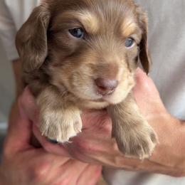 Wemby - Chocolate and cream male Dachshund puppy in Fort Worth, Texas from Lone Star Dachshunds