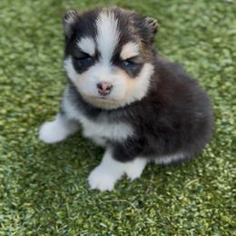 Ollie - Black and white male Pomsky puppy in Greencastle, Indiana from JDpomskies