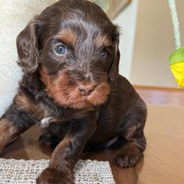 Lexi - Chocolate female Cavapoo puppy in Yuciapa, California from AlltheDoodlez_