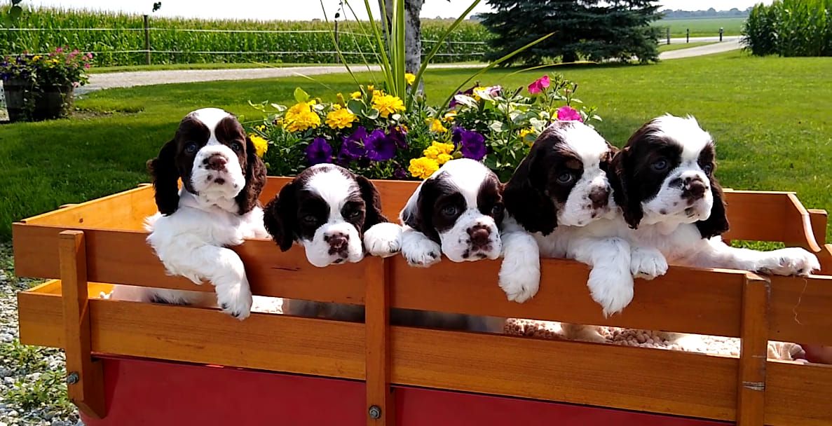 Benchmark Cockers in Indiana Cocker Spaniel puppies Good Dog